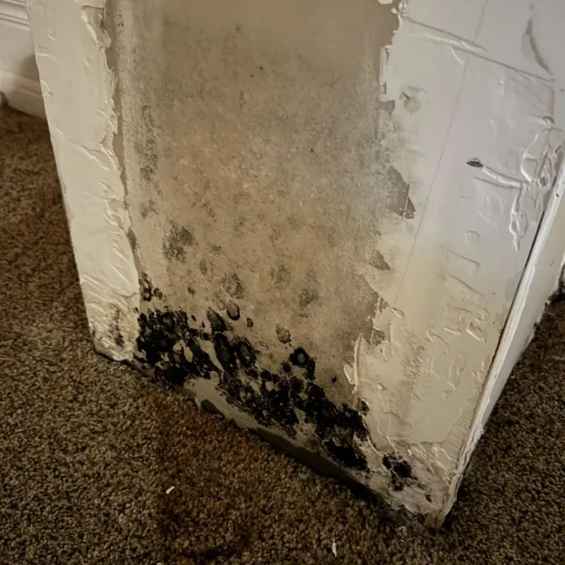 Professional Mold Removal in Orange County, VT